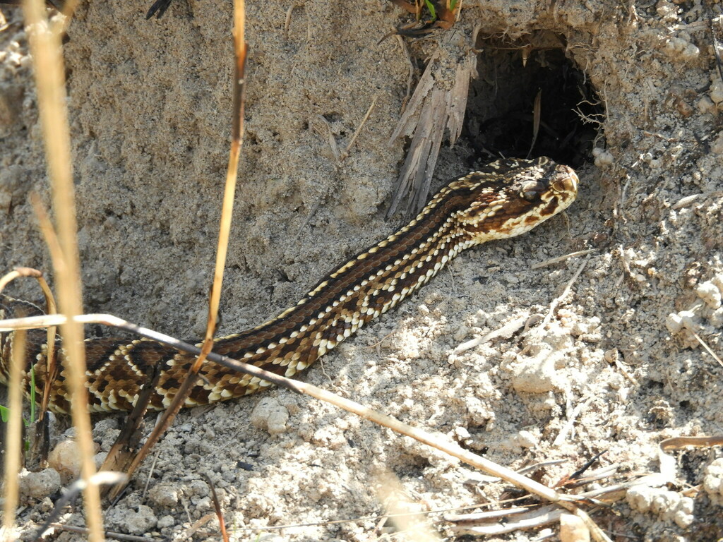 Neotropical Rattlesnake from Jacareí - SP, Brasil on August 02, 2022 at ...
