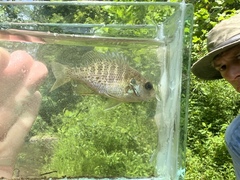 Lepomis miniatus × punctatus