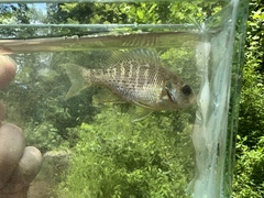 Lepomis miniatus × punctatus