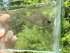 Lepomis miniatus × punctatus