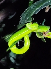 Trimeresurus popeiorum