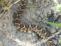 Crotalus durissus