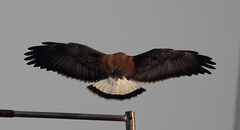 Geranoaetus polyosoma polyosoma