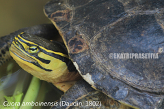 Cuora amboinensis kamaroma