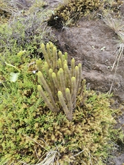 Phlegmariurus dentatus