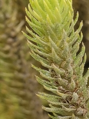 Phlegmariurus dentatus