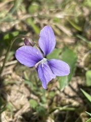 Viola