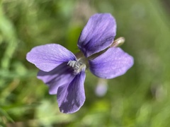 Viola
