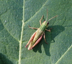 Pseudochorthippus parallelus