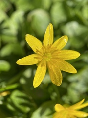 Ficaria verna