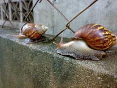 Lissachatina fulica
