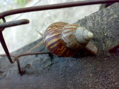 Lissachatina fulica
