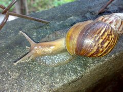 Lissachatina fulica