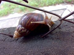 Lissachatina fulica