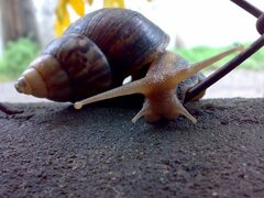 Lissachatina fulica