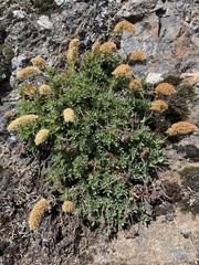 Petrophytum hendersonii