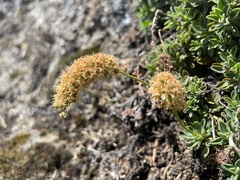 Petrophytum hendersonii
