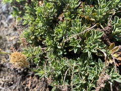 Petrophytum hendersonii