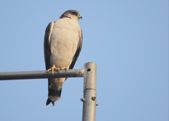 Geranoaetus polyosoma polyosoma