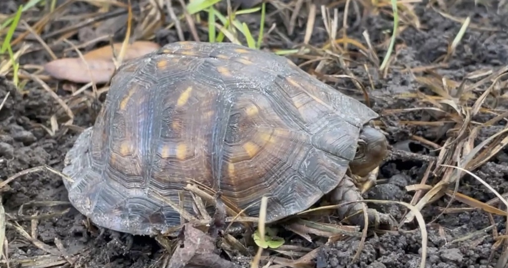 Gulf Coast Box Turtle in August 2022 by frank08 · iNaturalist