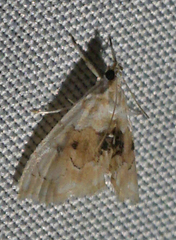 Lipocosma sicalis