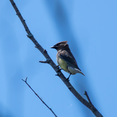 Bombycilla cedrorum image