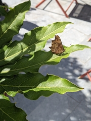 Polygonia c-album