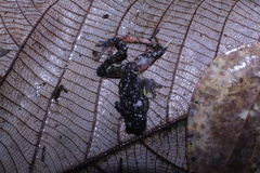 Leptophryne javanica