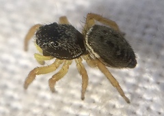 Heliophanus flavipes