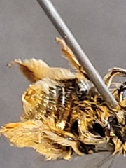 Exomalopsini