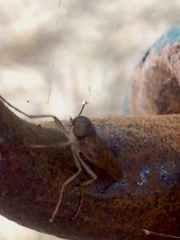 Chiromyzinae