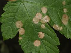 Drisina glutinosa