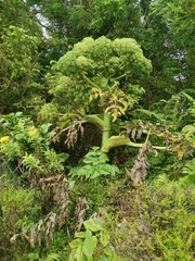 Angelica lignescens