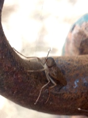 Chiromyzinae