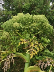 Angelica lignescens