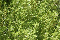 Crassula helmsii