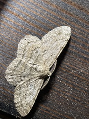 Hypomecis punctinalis conferenda