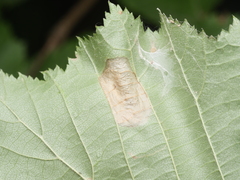 Phyllonorycter nicellii