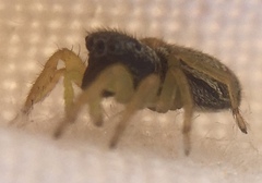 Heliophanus flavipes