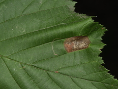 Phyllonorycter nicellii