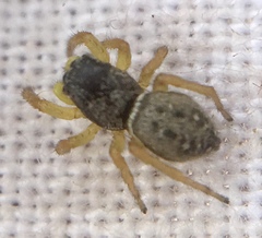 Heliophanus flavipes