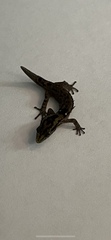Sphaerodactylus