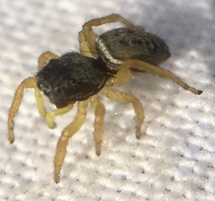 Heliophanus flavipes