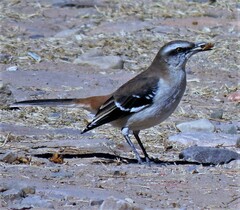 Brown-Backed Mockingbird photo 3