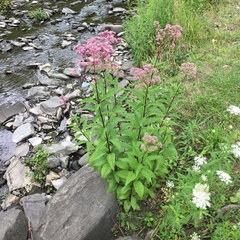 Eutrochium maculatum