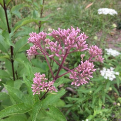 Eutrochium maculatum