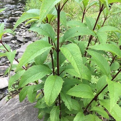 Eutrochium maculatum