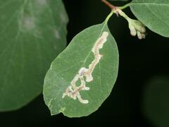 Phytomyza lonicerae