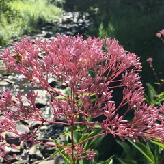 Eutrochium maculatum