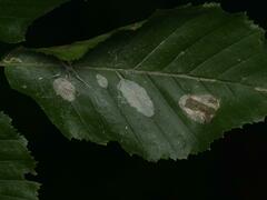 Phyllonorycter esperella